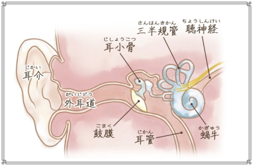 耳管開放症のイメージ図